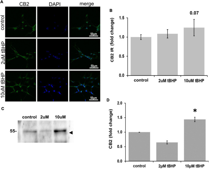 Expression of cannabinoid receptor type 2 (CB2) in ReN cells under conditions of oxidative stress. (A) Images show that tert-butylhydroperoxide (tBHP) has no apparent effect on CB2 IR (green). Blue are DAPI-labeled nuclei. Images are 400× magnification. (B) Quantitative analysis of images in panel (A) reveals that tBHP has no significant effect on CB2 IR, although a trend toward an increase exists (0.10 < p < 0.05). (C,D) Western blot analysis reveals that the expression of a 48 kDa band (expected molecular weight of glycosylated CB2 is 46 kDa) corresponding to CB2 is downregulated by 40% by exposure to 2 μM tBHP and upregulated 45% by exposure to 10 μM tBHP. *p ≤ 0.05.
