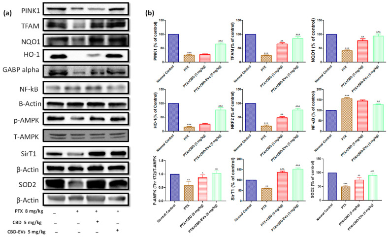Effect of CBD and CBD-EVs on AMPK-SIRT1-NRF1/2 Axis. (a) Western blots of DRG homogenates from PTX-treated mice show treatment with CBD (5 mg/kg) and CBD-EVs (5 mg/kg) for six weeks after last dose of PTX administration. (b) Bar graphs represent the respective western blots quantification. Values are expressed as mean ± SEM (n = 3). ** p < 0.01 and *** p < 0.001 vs. Normal control, ^ p < 0.05, ^^ p < 0.01 and ^^^ p < 0.001 vs. PTX (8 mg/kg). NC: untreated age-matched mice, PTX: mice received (8 mg/kg/day) on alternate days for four injections cumulatively, PTX + CBD (5 mg/kg): 5 mg/kg CBD (i.p.) injected twice a week for six weeks after the last PTX injection, PTX + CBD − EVs: 5 mg/kg of CBD loaded in hUCMSCs-derived EVs (i.p.) injected twice a week for six weeks after the last dose of PTX injection.