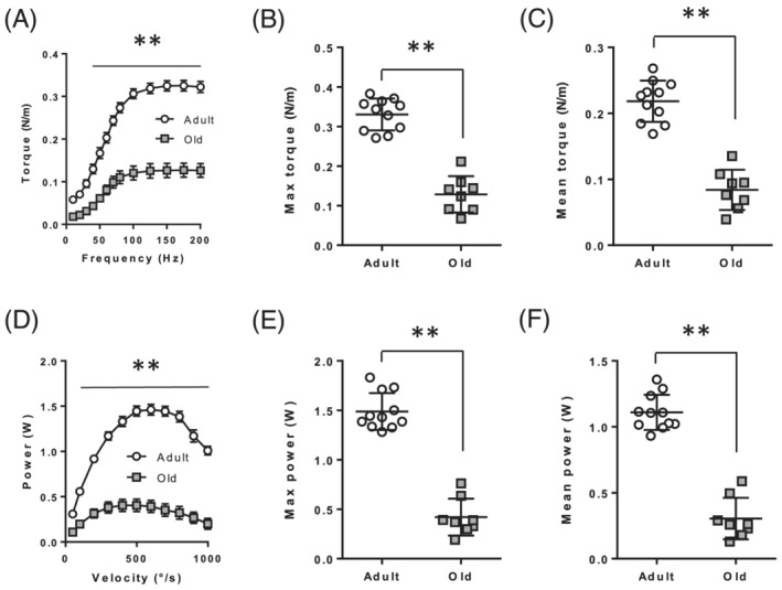 Contractile properties of the plantarflexor are impaired in old rats. (A) Absolute torque–frequency relationship in adult and old rats. (B) Maximal absolute torque. (C) Mean absolute torque. (D) Absolute power–frequency relationship in adult and old rats. (E) Maximal absolute power. (F) Mean absolute power. Values are expressed as mean ± SEM. P values were assessed by two‐way ANOVA and Tukey post‐test as described in Method (in A & D), or by unpaired t‐test (in B, C, E, & F). **P < 0.01 vs. adult.