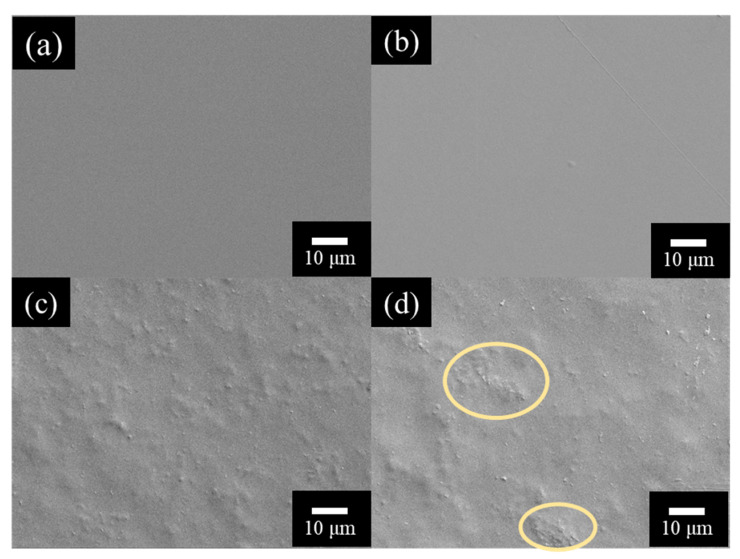 The surface of hemp/PVA composite films with different hemp particle weight ratios (a) 0%, (b) 1%, (c) 5%, (d) 10%.