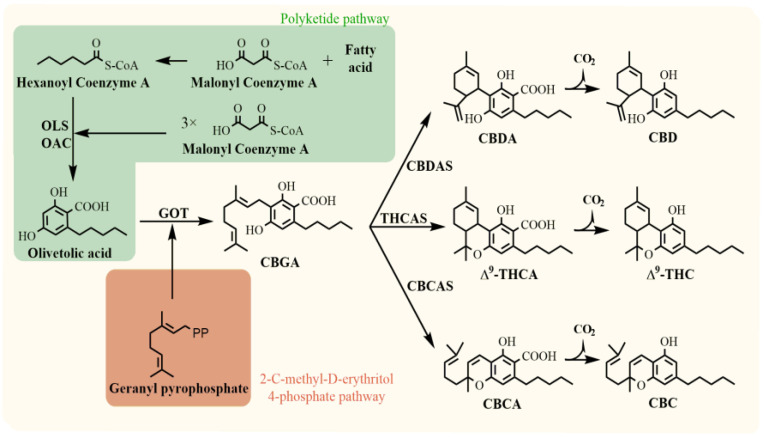 Biosynthesis of major phytocannabinoids. OLS, olivetol synthase; OAC, olivetolic acid cyclase; GOT, geranylpyrophosphate:olivetolate geranyltransferase; CBDAS, cannabidiolic acid synthase; THCAS, tetrahydrocannabinolic acid synthase; CBDAS, cannabichromenic acid synthase; CBGA, cannabigerolic acid; CBDA, cannabidiolic acid; ∆9-THCA, ∆9-tetrahydrocannabinolic acid; CBCA, cannabichromenic acid; CBD, cannabidiol; ∆9-THC, ∆9-tetrahydrocannabinol; CBC, cannabichromene [11,12].