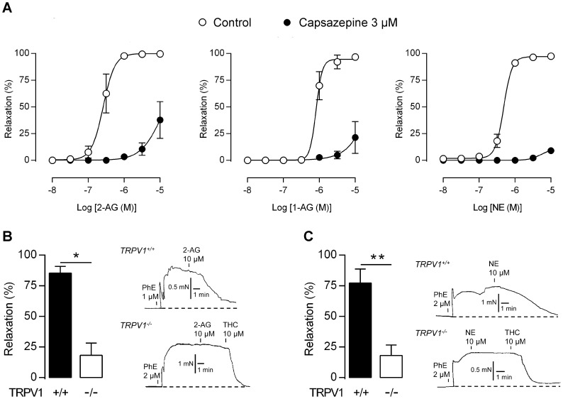 2-Arachidonoylglycerol, 1-arachidonoylglycerol and the stable 2-arachidonoylglycerol analog noladin ether activate native TRPV1.(A) Concentration-response curves for 2-arachidonoylglycerol (2-AG), 1-arachidonoylglycerol (1-AG) and noladin ether (NE) in the presence and absence of the TRPV1 antagonist capsazepine. Control experiments were performed in the presence of vehicle (0.1% ethanol). The MAGL inhibitor methylarachidonylfluorophosphonate (30 nM) was present in all experiments with 2-AG and 1-AG. The area under the curve was smaller in the presence than in the absence of capsazepine for all three lipids (P<0.01). Data are expressed as mean ± s.e.m. (n = 5–8).Vasodilator effect of 10 µM 2-AG (B) and NE (C) in isolated mesenteric arterial segments from TRPV1 knock-out (TRPV1−/−) and wild-type (TRPV1+/+) mice (n = 5). While 2-AG and NE produced only small responses in TRPV1−/− mice, subsequent application of the TRPA1 activator Δ9-tetrahydrocannabinol (THC) elicited an almost complete vasorelaxation, amounting to 90±2.5% and 94±2.0%, respectively (traces). The dashed lines show the basal tension level before addition of phenylephrine (PhE). Data are expressed as mean ± s.e.m.. *P<0.05, **P<0.01.