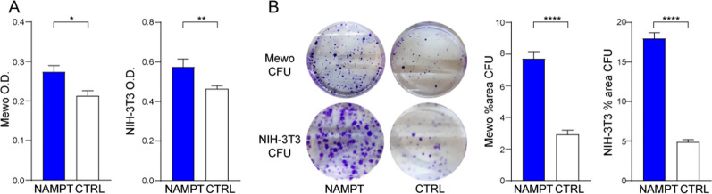 NAMPT possesses oncogenic properties. A Basal cell growth of NAMPT over-expressing (NAMPT) vs. control GFP (CTRL) cells, as measured by the MTT assay. Data are from 3 independent experiments (each performed in triplicate) and are represented as absorbance 595 nm optical density (O.D.). B Colony-forming ability (colony-forming units CFU) of Mewo and NIH-3T3 NAMPT over-expressing in comparison with control cells for 12 days. Cells were stained with crystal violet and representative images are shown. On the right, histograms show the cumulative quantification of the percentage (%) area with colonies at the end of the 12-days period (3 independent experiments performed in triplicates). Data in the Figure are presented as the mean ± SEM. Statistical significance was calculated using Mann–Whitney test. Significance was represented as: *p ≤ 0.05, **p ≤ 0.01, ***p ≤ 0.001, ****p ≤ 0.0001