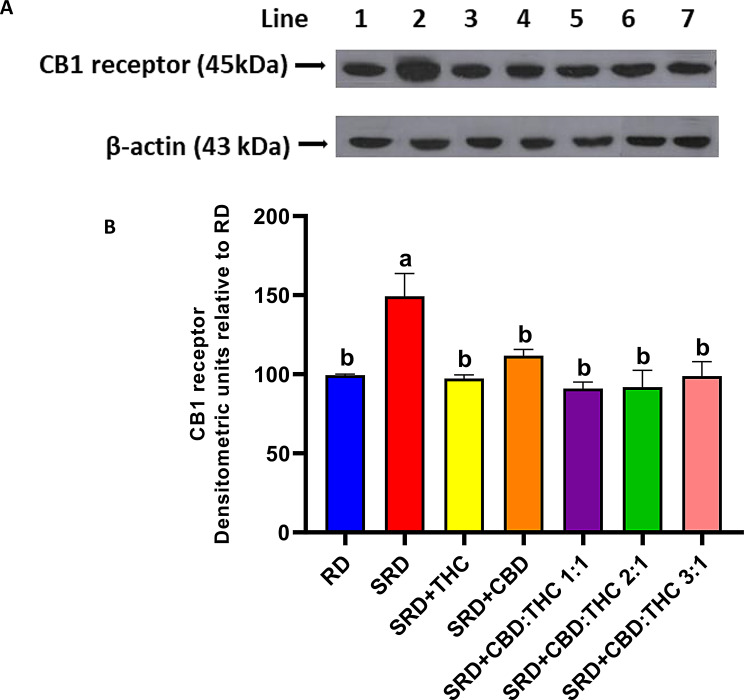 Liver CB1 receptor protein mass. Each gel contained an equal number of samples from rats fed a RD, SRD, SRD + THC, SRD + CBD, SRD + CBD:THC 1:1, SRD + CBD:THC 2:1 and SRD + CBD:THC 3:1. A. Representatives immunoblot of liver CB1 receptor. B. Densitometric immunoblot analysis of the CB1 receptor protein mass levels. Values are mean ± SEM (n = 6). Bars that do not share the same letter are significantly different, (P < 0.05) when one variable at a time was compared by one-way ANOVA followed by a Newman–Keuls test. CB1: F (DFn, DFd): 5.065 (6, 30), P value: 0.0011