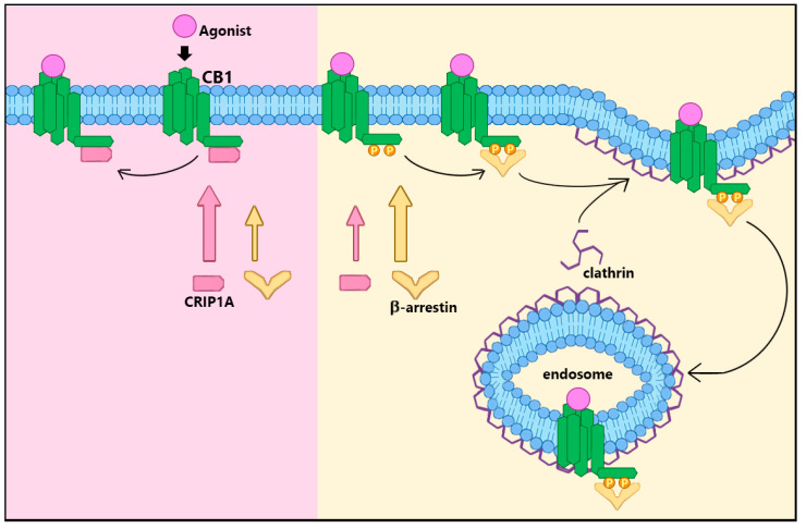 CRIP1a attenuation of β-arrestin/clathrin-dependent CB1R cell surface internalization. The mechanism of agonist-mediated, clathrin-dependent CB1R internalization from the cell membrane is dependent upon β-arrestin1/2 binding at the same C-terminal regions that bind CRIP1a. Preference for β-arrestin over CRIP1a is established by phosphorylation of specific Ser and Thr residues [20] within those binding domains. Preference for CRIP1a occurs when the same residues are not phosphorylated, attenuating agonist-stimulated CB1R internalization by precluding β-arrestin binding.