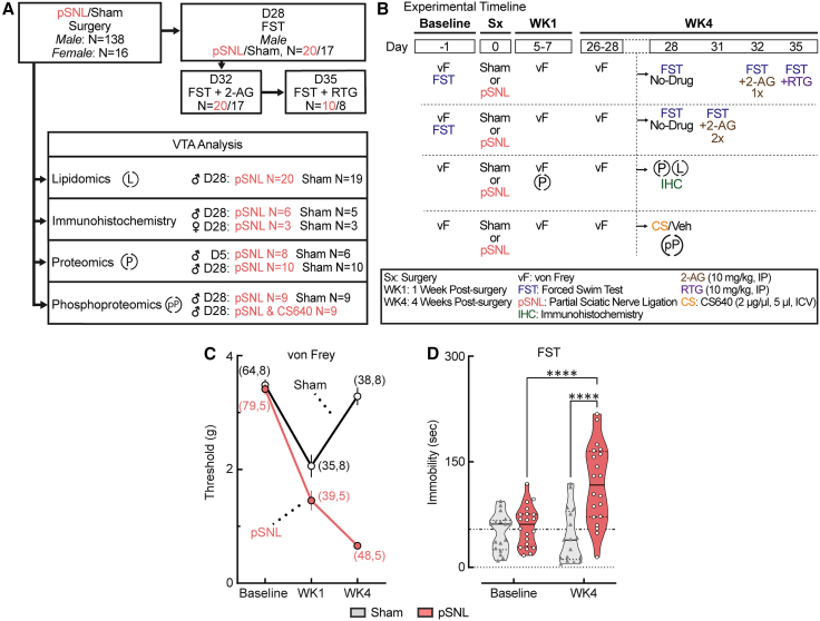 pSNL induces persistent allodynia and delayed passive coping behavior(A and B) Experimental timeline and group allocations for behavioral and molecular analyses at week 1 (WK1) and week 4 (WK4) post-surgery. Behavioral tests included the von Frey (vF) test for mechanical sensitivity and the forced swim test (FST) for coping behavior. Pharmacological interventions prior to the FST included 2-AG (10 mg/kg, i.p.) and retigabine (RTG; 10 mg/kg, i.p.).(C) Paw withdrawal thresholds measured at baseline, WK1, and WK4 post-surgery in male and female mice. A two-way mixed-effects ANOVA revealed significant main effects of time, surgery, and a significant interaction (F [2,182] = 64.77, ∗∗∗∗p < 0.0001). Subsequent Tukey post-hoc analysis showed that both pSNL and sham groups exhibited hypersensitivity at WK1 compared to baseline (∗∗∗∗p < 0.0001). Hypersensitivity persisted in pSNL mice at WK4 (∗∗∗∗p < 0.0001) but resolved in sham mice (p = 0.3197). Sample sizes (n) are as follows: male sham (n = 64); female sham (n = 8); male pSNL (n = 79); female pSNL (n = 5). See also Figure S1.(D) FST immobility duration in male mice at baseline and WK4. A two-way ANOVA revealed a significant time × surgery interaction (F [1,35] = 18.82, ∗∗∗∗p < 0.0001). Fisher’s LSD post-hoc analysis confirmed that male pSNL mice exhibited significantly increased immobility at WK4 compared with both their baseline and sham controls (∗∗∗∗p < 0.0001). Data are presented as the mean ± SEM; violin plots indicate medians (solid lines) and quartiles (dashed lines). Male sham, n = 17; male pSNL, n = 20.