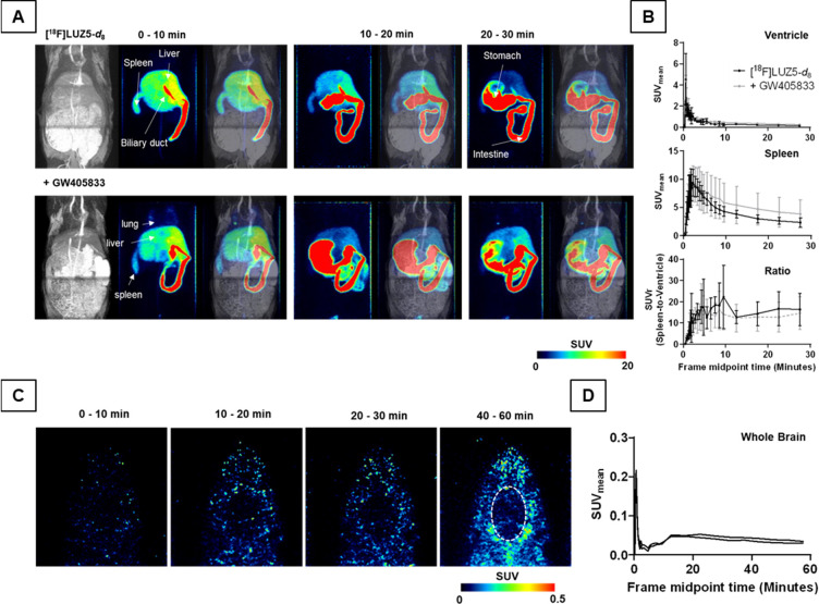 Dynamic PET studies of intravenously (i.v.) injected [18F]LUZ5-d8 in male Wistar rats. (A) Exemplary maximal intensity projections (MIPs) of magnetic resonance (MR) (T1-weighted), PET (averaged time frames as indicated), and merging of MR and PET of animals pretreated with or without 1.5 mg of GW405833/kg injected 10 min prior to the radiotracer (n = 3). (B) Time–activity curves (TACs) of the left ventricle and spleen in mean standardized uptake values (SUVmean ± standard deviation), as well as the spleen uptake normalized to blood [SUVr (spleen-to-ventricle)]. (C) Horizontal sections of an exemplary PET recording of the head, with the dotted ellipse indicating the brain region. (D) Brain TACs of two different animals.