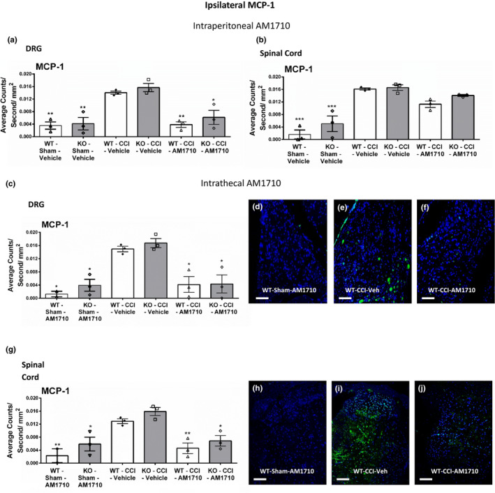 Ipsilateral immunofluorescent intensity quantification of MCP‐1. Ipsilateral immunofluorescent intensity quantification of DRG and spinal cord dorsal horn reveals both i.p. and i.t. AM1710 administration reduce the expression of the chemokine MCP‐1. (a, b) Compared to control mice, DRG and spinal cord dorsal horn MCP‐1 IR expression was increased in CCI‐treated neuropathic mice that received i.p. vehicle of AM1710, while DRG and spinal cord dorsal horn MCP‐1 IR in CCI‐treated mice given i.p. AM1710 was reduced. (c) Compared to control mice, DRG MCP‐1 IR expression was increased in CCI‐treated neuropathic mice that received i.t vehicle of AM1710, while DRG MCP‐1 IR in CCI‐treated mice given i.t. AM1710 was substantially reduced. (d, e, f) Representative spectrally unmixed images at 20x magnification of MCP‐1 fluorescent labeling (green) with DAPI nuclear stain (blue) in DRG. (g) Compared to control mice, spinal MCP‐1 IR expression was increased in CCI‐treated neuropathic mice that received i.t vehicle of AM1710, while spinal MCP‐1 IR in CCI‐treated mice given i.t. AM1710 was substantially reduced. (h, i, j) Representative spectrally unmixed images at 20x magnification of MCP‐1 fluorescent labeling (green) with DAPI nuclear stain (blue) in spinal cord dorsal horn. All sections were 7 μm in thickness. ***p < .0001, **p < .001, *p < .05 versus. WT‐CCI‐Vehicle. Data reflect mean ± SEM, n = 3 mice per group for all groups except n = 2 within the WT‐Sham‐i.t. AM1710 group