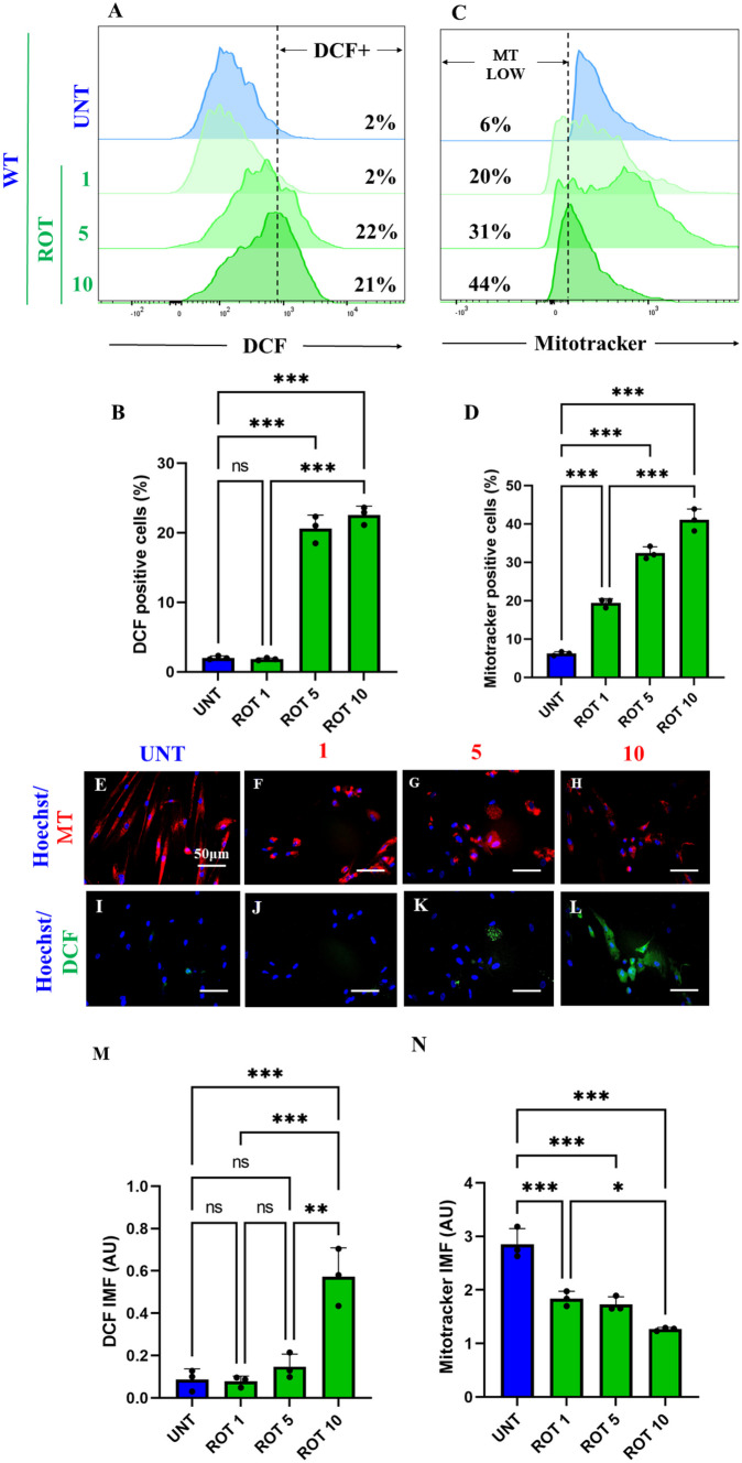 Rotenone (ROT) provokes loss of mitochondrial membrane potential (ΔΨm) and generation of reactive oxygen species (ROS). After 7 days of transdifferentiation, WT PSEN1 ChLNs were left untreated or treated with increasing concentrations of ROT (0, 1, 5, 10 μM) in regular culture medium (RCm) for 24 h. A Representative flow cytometry histogram showing DCF-positive (DCF +). B Quantification of DCF-positive cells by flow cytometry. C Representative flow cytometry histogram showing ΔΨm. D Quantification of ΔΨm by flow cytometry. E–H Representative fluorescent microscopy showing WT PSEN 1 ChLNs treated whit ROT stained with MitoTracker™ Red. I–L Representative fluorescent microscopy showing WT PSEN1 ChLNs treated whit ROT stained with DCF. Positive blue fluorescence reflects nuclei, positive red fluorescence reflects ΔΨm, positive green fluorescence reflects the presence DCF + cells. M Mean fluorescence intensity (MFI) of DCF-positive cells N Mean fluorescence intensity (MFI) of ΔΨm. Data are expressed as mean ± SD; Statistically significant differences when *p < 0.05; ** p < 0.01; ***p < 0.001. The figures represent 1 out of 3 independent experiments. Image magnification, 200×