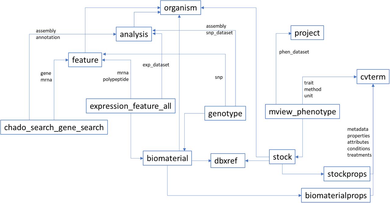 Entity relationship diagram of Chado tables and materialized views involved in -omics integration.The Tripal modules generate materialized views to aggregate data for genomic features and gene annotations, expression levels, phenotype values. Genotype metadata on biomaterials and features are also in the database while the allele values are in external vcf.gz files. Biomaterial and Stock are synchronized through dbxref using NCBI SRR or SAMN accessions when available.