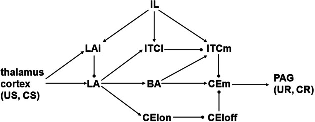 Schematic diagram illustrating connectivity of amygdaloid nuclei and cell groups. Arrow and ball connections are excitatory and inhibitory, respectively. BA, basal nucleus; CElon and CEloff, “on” and “off” cell groups in lateral part of central nucleus; CEm, medial part of central nucleus; CR, conditioned response; CS, conditioned stimulus; IL, infralimbic part of prefrontal cortex; ITCl, ITCm, lateral and medial intercalated cell masses; LA, lateral nucleus; LAi, interneurons in lateral nucleus; PAG, periaqueductal gray; UR, unconditioned response; US, unconditioned stimulus.
