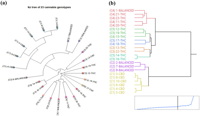 NJ-tree and hierarchical clustering using the 344 multiallelic SNPs (a) NJ-tree and (b) The dendrogram using hierarchical clustering by Ward’s method for 23 cannabis genotypes.Clusters indicated as C1, C2, C3, C4, and C5 corresponds to I-SNPs in Table 1.