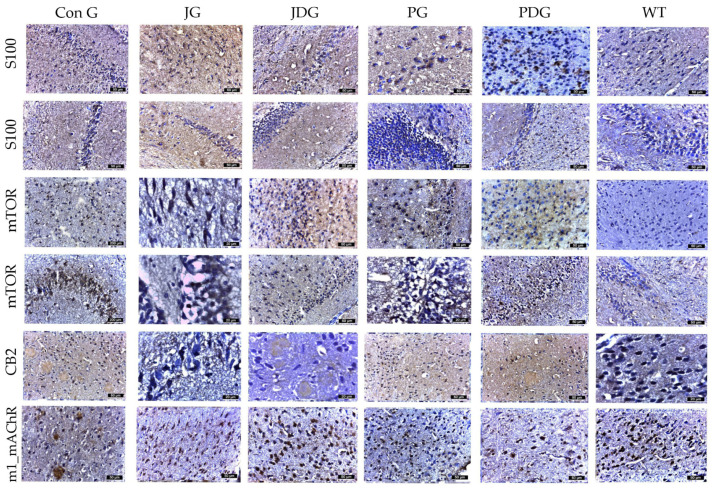 The effect of chronic, intermittent administration of the selective CB2 receptor agonist JWH-133 or Cannabixir® Medium Flos, either alone or in conjunction with the donepezil, in the studied groups. Mouse brain tissue sections were sliced and immunoassayed for S100 to reveal any changes in microglia and astrocytes. The cells marked by S100 demonstrated numerical alignment with those identified by GFAP labeling. Additionally, they exhibited frequent, short, and robust extensions. The expression of mTOR and CB2 receptors was significantly increased in the frontal or parahippocampal cortex of ConG mice compared to the other experimental groups. Furthermore, a significant decrease in M1 mAChR expression was noted in ConG mice when compared to WT mice. S100: a nuclear transcription factor expressed by all astrocytes; mTOR: mammalian target of rapamycin; CB2: cannabinoid receptor type 2; M1-mAChR: muscarinic acetylcholine receptor M1; ConG: control group; JG: JWH-133 group; JDG: JWH-133 + donepezil group; PG: Cannabixir® Medium Flos group; PDG: Cannabixir® Medium Flos + donepezil group; WT: vehicle group.
