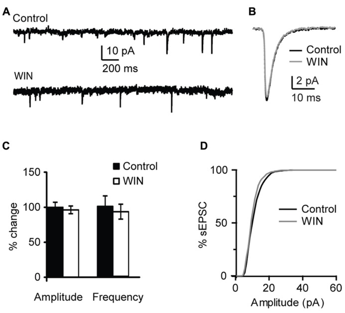 WIN 55,212-2 does not affect mEPSCs in layer 4 of V1. (A) Example traces of mEPSCs recordings before (Control) and during bath application of WIN 55,212-2 (WIN, 1 μM). (B) mEPSC traces averaged across 150 events for the same conditions shown in (A). Black: control; gray: WIN. (C) Bar-plot summarizing the effect of WIN 55,212-2 on mEPSC amplitude and frequency. Black: control; white: WIN 55,212-2. Amplitude and frequency are represented relative to the Control to show fold changes. (D) Cumulative distribution of mEPSC amplitude in control (black) and in the presence of WIN 55,212-2 (gray).