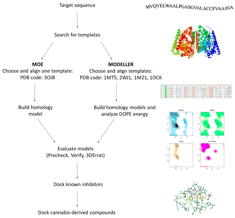 Flowchart of the homology modeling approach used to build the 3D structure of hFAAH.