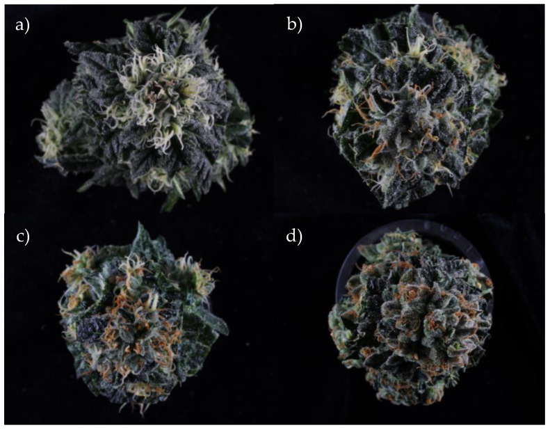 Cannabis inflorescences at each amber stage: (a) fully white, (b) some amber, (c) mostly amber, (d) fully amber.