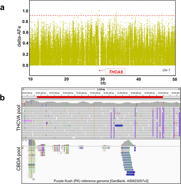 Non-homologous genomic region encompassing the THCAS locus. (a) Delta AFe values form a gap that overlaps the coordinates of the THCAS locus. delta-AFe is the absolute difference between AFe of CBDA and THCVA pools. (b) Integrative Genomics Viewer (IGV) snapshot of the THCAS locus. Reads from the THCVA pool were mapped to the PK reference sequence but reads for this region were absent from the CBDA pool; delta-AFe plotted by coordinate along chromosome seven of the Cannabis sativa L. var. Purple Kush (PK) genome. Bold red line indicates position of the THCAS locus. Red dotted line indicates delta-AFe of 0.9. AFe allele frequency estimates, THCAS gene encoding delta(9)-tetrahydrocannabinolic acid synthase.