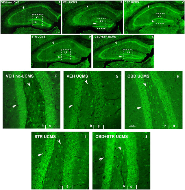 Low magnification confocal images of BDNF-immunolabeling in mice exposed to the UCMS and treated with CBD, STR or their combination. Collages of confocal photomicrographs showing BDNF-ir (green labeling; A–E) in the hippocampus of VEH-treated non-UCMS (A), VEH-treated UCMS (B), CBD-treated UCMS (C), STR-treated UCMS (D) and CBD + STR treated UCMS (E) in adults’ mice. Note the decrease in the number and labeling of BDNF-in cells in the pyramidal layer of CA1 and CA3 (arrowhead), the granular layer (double arrow), and hilus (arrow) of DG in VEH-treated UCMS (B) compared with VEH-treated non UCMS (A). These data show that BDNF-ir is recovered after treatment with CBD (C), STR (D), and CBD + STR (E). The density and intensity of labeling are higher with CBD (C) and CBD + STR (E) treatment than with STR (D) alone in the pyramidal layer of CA1 and CA3 (arrowhead), the granular layer (double arrow), and hilus (arrow) of DG. High magnification of DG of mice exposed to the UCMS and treated with CBD, STR or their combination showed that the intensity of labeling is higher with CBD (H) and CBD + STR (J) treatments than with STR (I) (Arrows in (F–J)). G: granular; H: hilus.