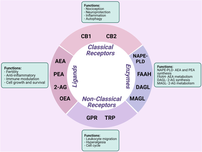Summary of the role of the endocannabinoid system in the context of endometriosis. Cannabinoid receptors 1 (CB1) and 2 (CB2) are considered as classical receptors and orphan G protein-coupled receptors (GPRs) and transient receptor potential (TRP) channels as nonclassical receptors of the endocannabinoid system (ECS). Arachidonoylethanolamine (AEA) and 2-arachidonoylglycerol (2-AG) are the predominant molecules of the ECS, while palmitoylethanolamide (PEA) and oleoylethanolamide (OEA) are found in a lesser extent. Molecules of the ECS are biosynthesized by, but not limited to, N-acylphosphatidylethanolamine phospholipase D (NAPE-PLD) and diacylglycerol lipase (DAGL) depending on the microenvironment. Degradation of the endocannabinoids (ECs) by fatty acid amide hydrolase (FAAH) and monoacylglycerol lipase (MAGL) is rapid. Together, the ECS is involved in a variety of physiological processes such as nociception, inflammation, and immune modulation