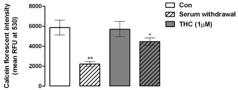 The phytocannabinoid, Δ9-THC enhances the survival of MSCs during cellular stress. Serum withdrawal significantly reduced the metabolic function of MSCs compared to control MSCs (Con; **p < 0.01, 1-way ANOVA and Newman-Keuls, n = 4) as assessed by the ability of MSCs to metabolize the fluorescent substrate calcein AM. Treatment of MSCs with Δ9-THC (1 μM, 24 hours) protected MSCs from serum withdrawal compared to serum deprived MSCs (Serum withdrawal; +p < 0.05, 1-way ANOVA and Newman-Keuls, n = 4).