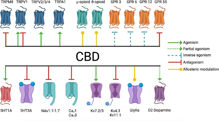 CBD interacts with ion channels and G-protein coupled receptors. CBD interacts with multiple ion channels, including the TRP channels TRPM8, TRPV1, TRPV2, TRPV3, TRPV4, and TRPA1, serotonin receptor 5HT3A, sodium channels NaV1.1–1.7, L-type calcium channels, voltage-gated potassium channels KV7.2, KV7.3, KV4.3, and KV11.1, and glycine receptors. CBD interacts with the G protein-coupled receptors GPR3, GPR6, GPR12, and GPR55, the μ-opioid and ∂-opioid receptors, and interacts with receptors who couple with G protein coupled receptors for downstream signaling cascades, including 5HT1A serotonin receptors and D2 dopamine receptors. Created with BioRender.com