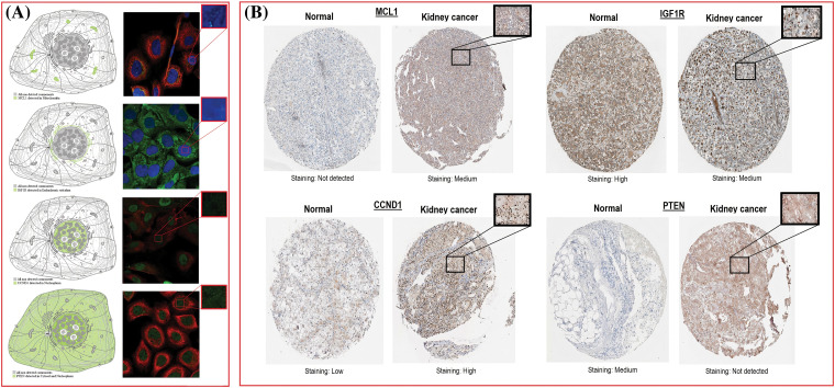 Subcellular localization and protein expression validation of MCL1, IGF1R, CCND1, and PTEN via HPA database. (A) Subcellular localization prediction of MCL1, IGF1R, CCND1, and PTEN, and (B) protein expression analysis of MCL1, IGF1R, CCND1, and PTEN in KIRC and normal samples.