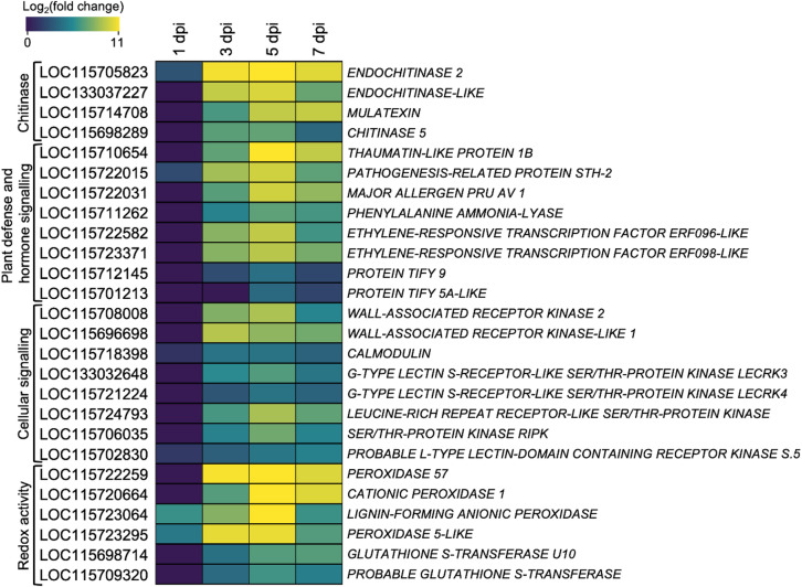 Heatmap of significantly differentially expressed C. sativa genes (FDR < 0.05) belonging to enriched GO terms following inoculation with S. sclerotiorum. Brighter yellow colour indicates a greater fold change in expression compared to uninfected plants. dpi = days post inoculation.