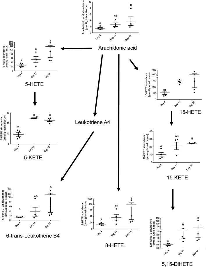 The lipids that are components of the lipoxygenase pathway that were measured in this study, with arrows indicating synthesis relationships between lipids. 6-trans-LTB4 is also a reported decomposition product of the 5-lipoxygenase derived leukotriene C4.