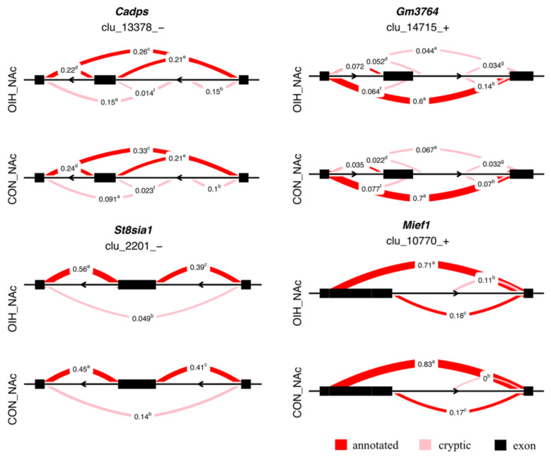 Examples of differential spliced genes (maximum |ΔPSI| > 0.1, P-value < 0.005) between opioid-induced hyperalgesia (OIH) and control (CON) mice in the nucleus accumbens (NAc). Genes included Cadp =calcium dependent secretion activator, GM3764=long intergenic non-coding RNA; St8sia1=ST8 alpha-N-acetyl-neuraminide alpha-2,8-sialyltransferase 1; Mief1=mitochondrial elongation factor 1. The semicircles indicate the clusters of introns corresponding to transcript isoforms, the numbers represent the relative proportion of each intron cluster within OIH and control, and the superscript denotes different clusters.