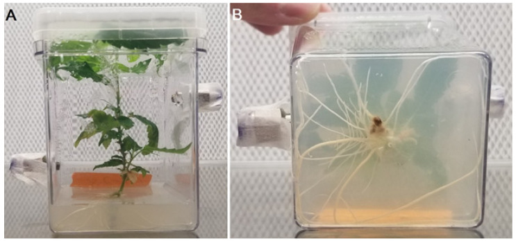 Experimental culture removed from acclimation for experiment 2. (A) Depicting above-ground biomass when removed from acclimation before the experiment (B) Showing root development of experimental specimen, depicting below-ground biomass.