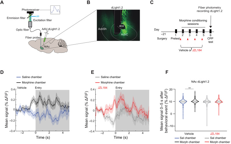 JZL184 pretreatment attenuates NAc DA dynamics time-locked to the morphine-paired chamber.(A) Brain schematic with an optic fiber implanted into the NAc expressing dLight1.2 and recording apparatus. (B) Representative image of dLight1.2 expression in the NAc. aca, anterior commissure; AcbC, NAc core; AcbSh, NAc shell. (C) Experimental timeline for surgery, morphine CPP, and FP recording of DA (dLight1.2) on CPP test day 6. (D) Average trace of DA signal in vehicle-pretreated animals time-locked to entry into either the morphine-paired chamber (black) or the saline-paired chamber (blue). Gray shading indicates window used for quantification in (F). N = 16 mice, 286 morphine chamber entries, 300 saline chamber entries. (E) Average trace of DA signal in JZL184-pretreated animals time-locked to entry into either the morphine-paired chamber (red) or the saline-paired chamber (gray). Gray shading indicates window used for quantification in (F). N = 12 mice, 217 morphine chamber entries, 241 saline chamber entries. (F) Mean DA signal during entry (0- to 5-s window) of either saline- or morphine-paired chambers in either vehicle or JZL184-pretreated animals. In vehicle animals, there was a significant difference in signal during entry into morphine- compared to saline-paired chambers (N = 16 mice, 286 morphine chamber entries, 300 saline chamber entries; linear mixed effect model—ANOVA marginal test, significant effect of group F1,584 = 8.67; **P = 0.0034. There was no significant difference in signal in the JZL184-pretreated animals (N = 12 mice, 217 morphine chamber entries, 241 saline chamber entries; linear mixed effect model—ANOVA marginal test, no effect of group F1,456 = 2.8; P = 0.094). Error bars ± SEM (number of trials).