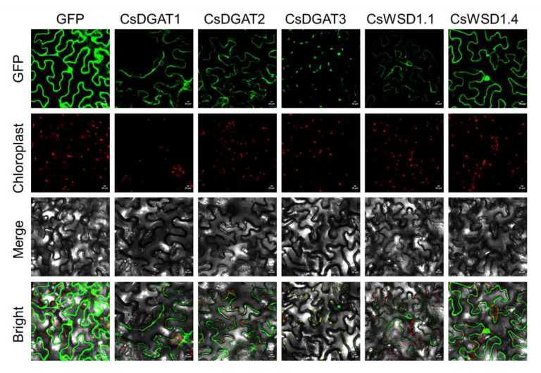 Subcellular localization analysis of CsDGATs proteins. GFP blank vector (control); Tobacco (Nicotiana benthamiana) leaves transiently expressed CsDGATs-GFP fusion proteins were observed through the laser scanning confocal microscope. The scale bar label in the lower right corner of each picture represents 20 μm.