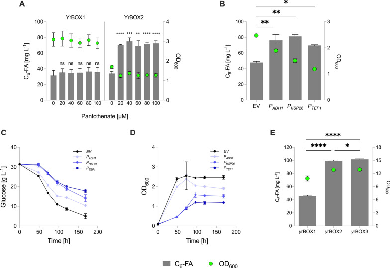 Increasing pantothenate supply for CoA biosynthesis in S. cerevisiae. A C6-FA production and growth (OD600) after 168 h of cultivation in pantothenate-free SMD media supplemented with 0, 20, 40, 60, 80 or 100 µM pantothenate in the yrBOX1 and yrBOX2 strain. B C6-FA production and growth (OD600) after 168 h in selective SCD media following overexpression of FMS1 under the control of three different promoters (PADH1, PHSP26, PTEF1) and an EV control in yrBOX2. C Glucose consumption of yrBOX2 expressing FMS1 constructs. D Growth (OD600) of yrBOX2 expressing FMS1 constructs. E C6-FA production and growth (OD600) following genomic exchange of the FMS1 promoter with the ADH1 promoter (yrBOX3) compared to the parent strain (yrBOX2) and its parent strain (yrBOX1) after 48 h in complex media. CoA—coenzyme A; C6-FA—hexanoic acid; OD600—optical density at 600 nm; EV—empty vector. Data represent mean ± s.d.; A, E: n = 3 biologically independent samples. B–D: n = 2 biologically independent samples. Statistical analysis was performed using the two-tailed unpaired t-test. p > 0.05 = ns (not significant); p < 0.05 = *; p < 0.01 = **; p < 0.001 = ***; p < 0.0001 = ****