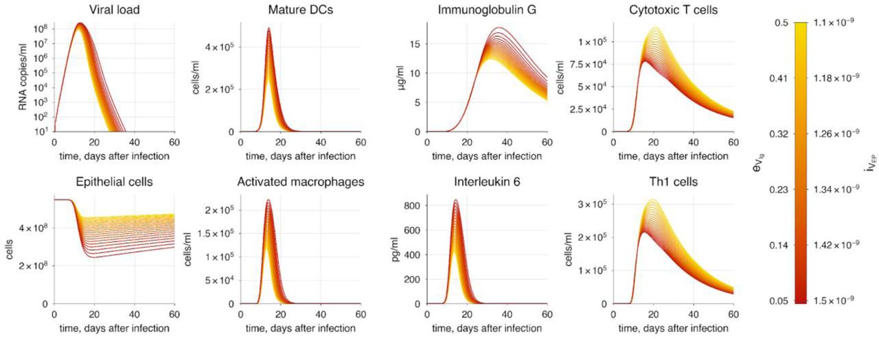 The baseline model solution with enhanced viral infectivity and immune evasion. The varying parameters represent the rates of epithelial cell infection by the virus and virion neutralization by antibodies. The transition from yellow to red indicates increasing severity of COVID-19.