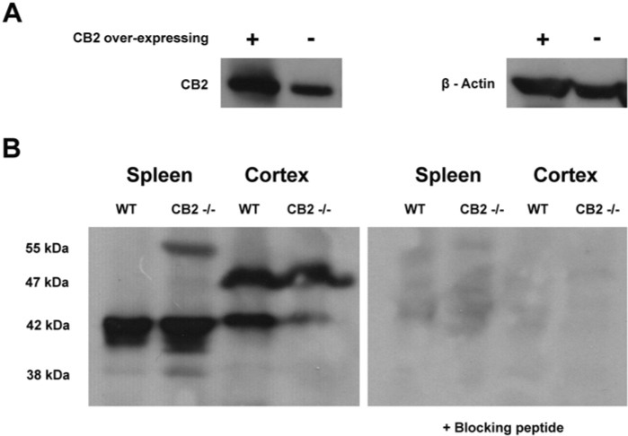 Testing of CB2-directed antibody specificity by western blot analysis. (A) With equal protein loading, a band of 37 kDa is detected in membrane-enriched fractions of both CB2-overexpressing and non-overexpressing CHO-K1 cells, with greater band intensity in the overexpressing cell line. (B) Using the same CB2-directed antibody, a number of bands from 38 to 55 kDa were detected in spleen and cortical lysates from wild type and CB2-knockout (-/-) mice. All bands were reduced when the primary antibody was pre-adsorbed with an excess of the corresponding blocking peptide.