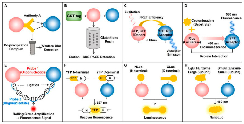 Detection techniques for GHS-R1a heterodimerization. Schematic illustration of methods for identifying and monitoring GHS-R1a heterodimerization. Protein A (red) and Protein B (blue) represent two interacting receptors in the dimer complex. (A) Co-IP; (B) GST pull-down; (C) FRET; (D) BRET; (E) PLA; (F) BiFC; (G) BiLC; (H) NanoBiT.
