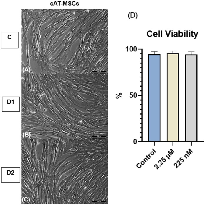 Morphology and cell viability of canine adipose tissue-derived mesenchymal stem cells (cAT-MSCs). (A) Control group (C; unprimed), (B) D1, and (C) D2 cells primed at concentrations of 2.25 µM and 225 nM, respectively, showing fibroblast-like morphology with no observable alterations compared to the control. Magnification, ×200. Scale bar = 100 µm. (D) Cell viability of unprimed and CBD-primed cAT-MSCs, with no significant differences observed (p > 0.05). Data are presented as mean ± standard deviation. One-way analysis of variance (ANOVA).