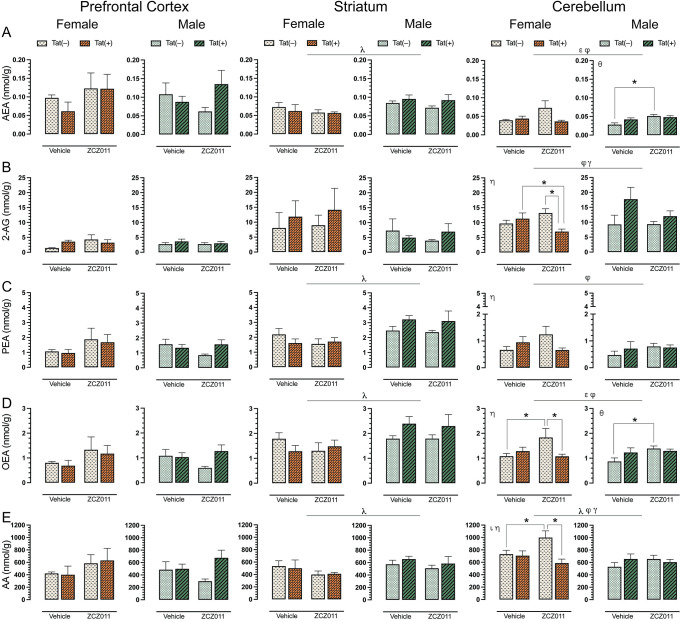Effect of chronic ZCZ011 treatment on endocannabinoids and related lipids in various CNS regions.Concentration (nmol/g) of (A) AEA, (B) 2-AG, (C) PEA, (D) OEA, and (E) AA were assessed in the prefrontal cortex, striatum, and cerebellum for vehicle and ZCZ011 treated Tat(–) and Tat(+) mice using LC/MS/MS. In the prefrontal cortex, none of the endocannabinoids and related lipids displayed any main or interaction effects. In the striatum, a main effect of sex was noted, with males showing higher levels of AEA, PEA, OEA, and AA as compared to females. In the cerebellum, chronic ZCZ011 treatment differentially affected the levels of endocannabinoids and related lipids based on sex and/or genotype. All data are expressed as mean ± the standard error of the mean (SEM). Statistical significance was assessed by overall ANOVAs; λp ≤ 0.05 main effect of sex; εp ≤ 0.005 main effect of drug; φp ≤ 0.05 main drug x genotype interaction; γp ≤ 0.05 main drug x sex interaction. Separate ANOVAs for females and males; θp ≤ 0.05 drug effect for males; ιp ≤ 0.05 genotype effect for females; ηp ≤ 0.05 drug x genotype interaction for females. Follow-up Tukey’s post hoc tests; *p ≤ 0.05. ZCZ011 dose = 10 mg/kg. N = 32(16f).
