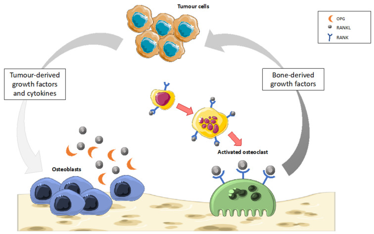 An overview of the “vicious cycle” balance in CIBD. Cancer cells release several factors that stimulate OBs to secrete RANKL. The over-expression of RANKL in OBs drives osteoclast-mediated bone resorption and the consequent release of numerous survival factors, such as insulin-like growth factor 1 (IGF-1) and transforming growth factor beta (TGF-β), which in turn promote the survival and proliferation of tumor cells, thus potentiating cancer spread and bone destruction.