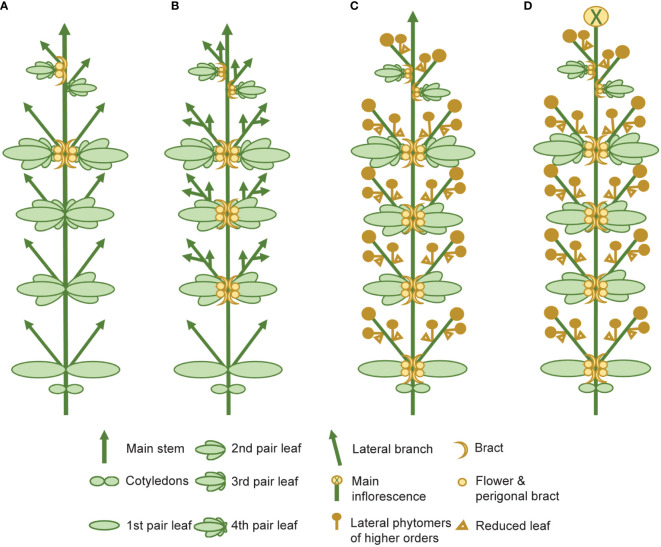 Schematic representing the four main stages of florogenesis proposed for use in flowering measurements of Cannabis sativa L. The four main events of florogenesis in female C. sativa plants, including (A) the induction of solitary flowers, signified by the development of the first bracts with stigma/style tissues, typically in the axils of the stipules, adjacent to the axillary buds (B) transition to higher order branching and proliferation of nodes at the shoot apex, (C) the onset of inflorescence flowering, marked by the formation of flower clusters, at the shoot apex and axillary branches, consisting of two or more bracts with pairs of stigmata (receptive to pollen), and (D) terminal flowering marked by the differentiation of the apical meristem by a terminal flower.