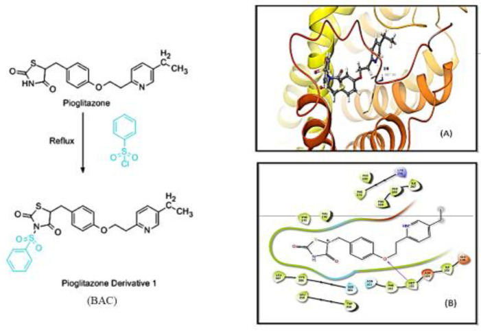 Represents the scheme of synthesis of thiazolidinedione derivative “BAC” (5-(4-(2-(5-ethyl pyridine-2-yl) ethoxy) benzyl)-3-(phenylsulfonyl) thiazolidine-2,4-dione). 2D structure of molecular docking of BAC (A) and 3D structure of BAC (B)