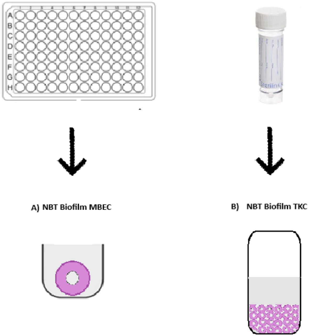 Biofilm Time Kill Curve determination