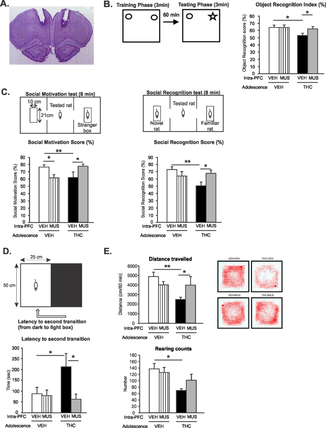 Effects of Intra-mPFC MUS on adolescent THC-induced behavioral abnormalities. (A) Microphotograph of a representative Intra-mPFC injector placement. (B) THC exposure during adolescence induced short-term memory deficits in the object recognition task. Intra-mPFC MUS treatment reversed adolescent THC-induced short-term memory deficits relative to intra-mPFC VEH controls. (C) THC exposure during adolescence induced lower social motivation (left) and social cognition (right) index in the social interaction task. Intra-mPFC MUS treatment reversed adolescent THC-induced social motivation (left) and social cognition (right) deficits relative to intra-mPFC VEH controls. (D) THC exposure during adolescence increased anxiety levels in the light dark box test. Intra-mPFC MUS reduced adolescent THC-induced anxiety relative to intra-mPFC VEH controls. (E) THC exposure during adolescence decreased locomotion (top) and rearing counts (bottom) in the open field test. Intra-mPFC MUS reduced adolescent THC-induced hypolocomotion relative to intra-mPFC VEH controls (top) but had no effects on rearing counts. Anova 2 factors **indicated p < 0.01; *indicated p < 0.05. Error bars represent the standard error of the means (SEMs).