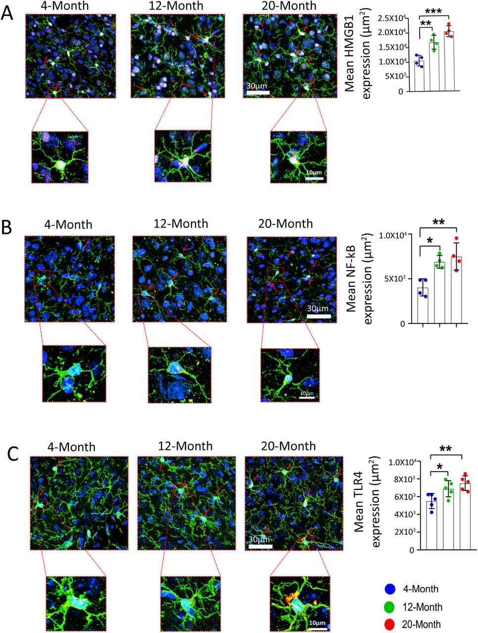 Aging promotes neuroinflammation in the mPFC.Representative confocal images showing elevated expression of inflammatory mediators HMGB1 (A), NF-KB (B), and TLR4 (C) in the aged mPFC, Green; microglia (IBA1+), Red: inflammatory mediators (HMGB1+ve, NF-KB +ve or TLR4 +ve), and Blue: nuclear staining (DAPI +ve). Quantification was performed using two-way ANOVA followed by Tukey’s multiple comparison test. *p < 0.05, **p < 0.01, ***p < 0.001. N = 4 mice per group.