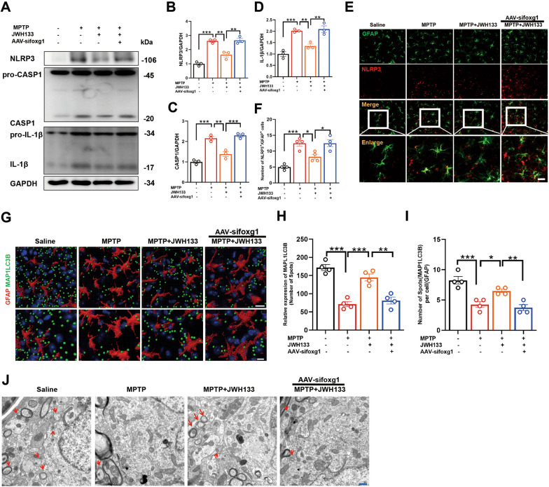 Knockdown of foxg1 hampers autophagic response in astrocytes and inhibits NLRP3 degradation. A Detection of protein levels for NLRP3, Caspase1, pro-Caspase1, IL-1β, and pro-IL-1β in the midbrain tissue by western blot, with quantification shown in panels B–D (n = 4). E Immunofluorescence staining for GFAP (green) and NLRP3 (red) in midbrain tissue of mice, with quantification shown in panel F–H (n = 4). G Mouse midbrain GFAP (red) and MAP1LC3B (green) immunofluorescence staining, the captured image was processed by imaris software, and the fluorescence statistics are shown in H, I (n = 4). J Autophagosomes (marked by red arrows) observed by transmission electron microscope in mouse midbrain tissue. NS means not significant, *P < 0.05, **P < 0.01, ***P < 0.001 compared with the corresponding group, as determined by the one-way ANOVA