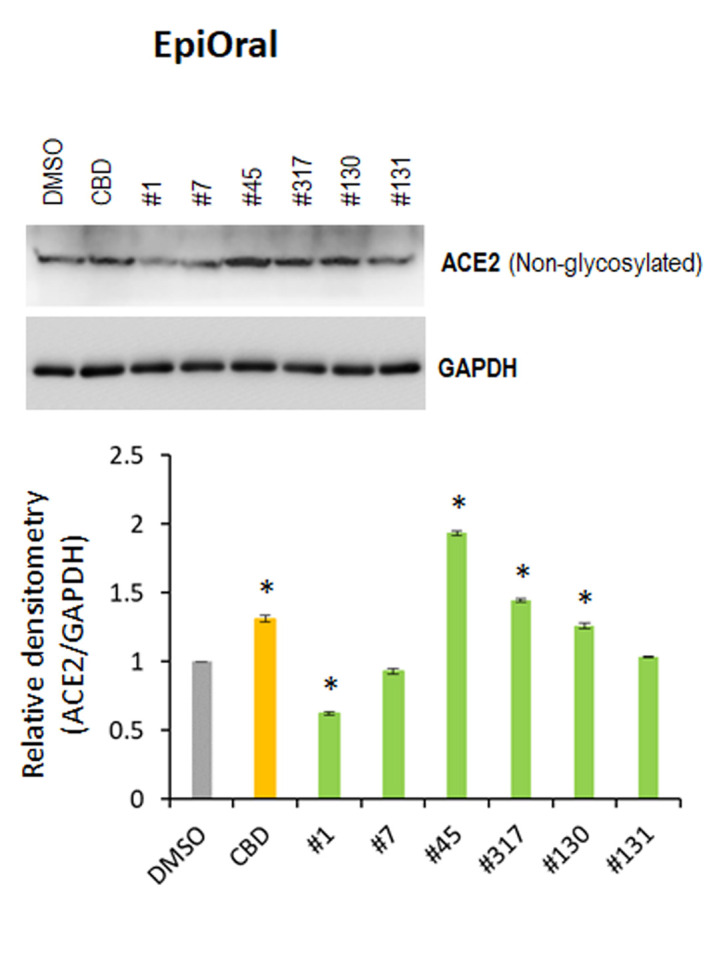Effects of novel C. sativa extracts on the levels of ACE2 in the normal uninduced EpiOral tissue models. Three tissue samples were used per treatment group. Protein extracts were prepared from each sample, and equal amounts of each sample in each group were pooled together. Each bar is an average (with SD) from three technical repeat measurements. * - p<0.05, Student’s t-test.