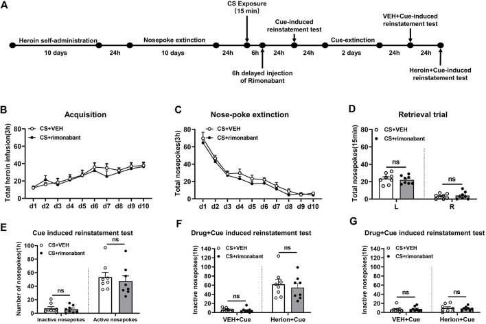 Injection of rimonabant 6 h after CS exposure did not affect subsequent heroin-seeking recovery. (A) Experimental flow chart. (B) The total number of heroin infusions during heroin self-administration. (C) Active nose-poke responses during extinction sessions. (D) Nose-poke responses during the reactivation trial. (E) Active (left) and inactive (right) nose-poke responses during the cue-induced reinstatement test. (F,G) Active (left) and inactive (right) nose-poke responses in VEH or heroin + cue-induced reinstatement test.