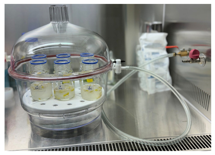 Vacuum applied to seedlings submerged in Agrobacterium cell suspension.