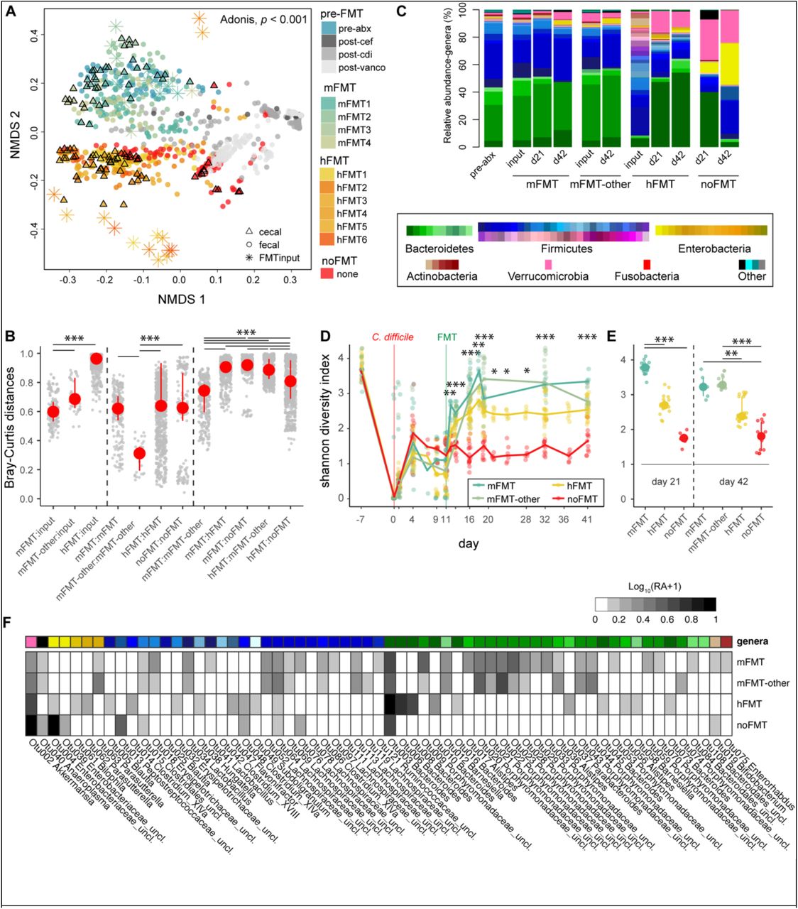 Human-derived fecal bacteria engraft mice with CDI.A) Non-metric multidimensional (NMDS) scaling of the Bray-Curtis dissimilarity index calculated from operational taxonomic units (OTUs) throughout CDI timeline. Fecal samples throughout the experiment or endpoint cecal samples were collected throughout experiment (pre-FMT) without treatment (noFMT) and following treatment with various mouse (mFMT1 – 4) or human (hFMT1 – 6) feces, with sample designation (including FMT inputs) as indicated in legend. PERMANOVA, p < 0.001 calculated across groups (mFMT, hFMT, and noFMT) for both cecal and fecal timepoints. B) Pairwise Bray-Curtis dissimilarity calculated between treatment groups (mFMT, mFMT-other, hFMT, and noFMT) and their respective inputs or between and within treatment groups. C) Average relative abundance of top 98% genera observed in cecal samples prior to any treatment (pre-abx) or at indicated timepoints without treatment (noFMT) or following mFMT, mFMT-other, or hFMT. Shannon diversity index calculated from C) fecal samples over time or D) cecal samples at day 21 or day 42 post-infection in mice treated with hFMT, mFMT, hFMT, or untreated (noFMT) mice. F) Differentially abundant OTUs between mice that did (mFMT, mFMT-other) versus did not clear (hFMT, noFMT) C. difficile (MaAsLin2, linear model with BH correction, q ≤ 0.001) with the log10-normalized relative abundance (RA+1) per OTU per treatment group. Statistical significance for (B, D, E) determined using Kruskal-Wallis test, with a post-hoc Dunn test for (B, E) (*p < 0.01, **p < 0.001, ***p < 0.0001).