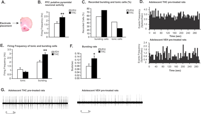 Long-term effects of chronic THC exposure during adolescence on spontaneous mPFC putative pyramidal neuron activity. (A) Microphotograph of a representative mPFC neuronal recording placement. (B) Adolescent THC pretreated rats displayed increasing spontaneous PFC putative pyramidal neuronal firing frequency. (C) Greater proportion of bursting neurons was observed in adolescent THC exposed rats when compared to VEH controls (75.41% vs. 57.58%). (D) Representative rastergrams showing spontaneous activity of putative PFC pyramidal neurons in THC (top) vs. VEH pretreated rats (bottom). (E) Firing frequencies of bursting cells, not tonic cells, were significantly higher in adolescent THC exposed rats when compared to VEH controls. (F) In the bursting cells population, the bursting rate of putative pyramidal neurons of adolescent THC-exposed rats was significantly higher than in VEH controls. (G) Representative examples showing bursting activity of putative PFC pyramidal neurons in THC (left) vs. VEH pretreated rats (right). Two-tailed t-tests; **indicated p < 0.01; *indicated p < 0.05. Error bars represent the standard error of the means (SEMs).